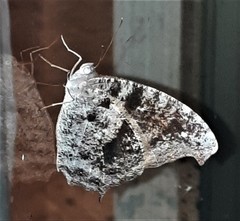 Melanitis leda bankia