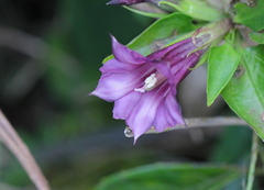 Tripterospermum nienkui