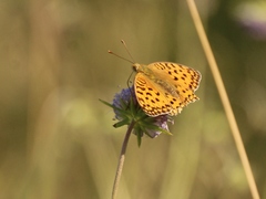 Argynnis adippe