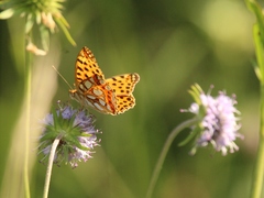 Argynnis adippe