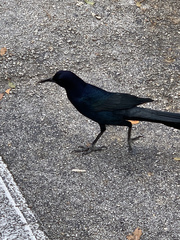 Quiscalus major