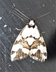 Thallarcha staurocola