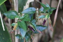 Tripterospermum nienkui