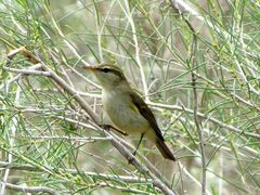 Phylloscopus
