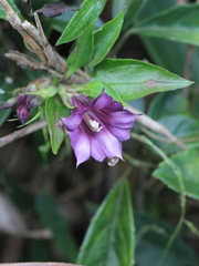 Tripterospermum nienkui