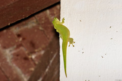 Phelsuma kochi