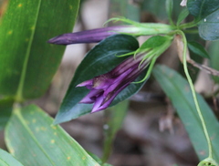 Tripterospermum nienkui