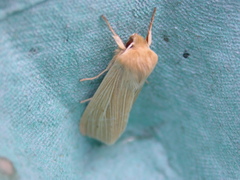 Mythimna pallens