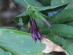 Tripterospermum nienkui