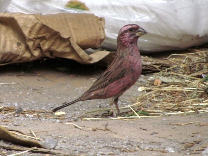 Blyth's Rosefinch (Carpodacus grandis) photo