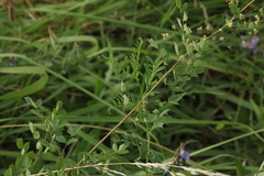 Thalictrum minus appendiculatum
