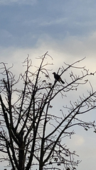 Garrulus glandarius atricapillus