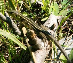 Lacerta trilineata polylepidota