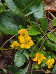 Chrysogonum