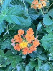 Lantana camara