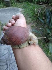 Megalobulimus paranaguensis