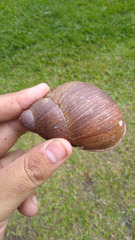 Megalobulimus paranaguensis