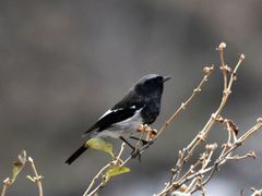 Phoenicurus coeruleocephala