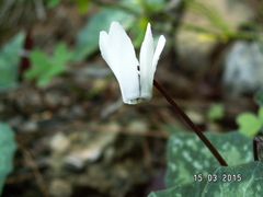 Cyclamen creticum