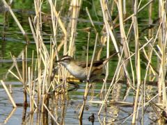 Acrocephalus melanopogon