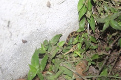 Leptodeira rhombifera