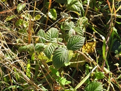 Rubus tuberculatus