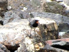 Calliope pectoralis