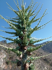 Puya alpestris zoellneri