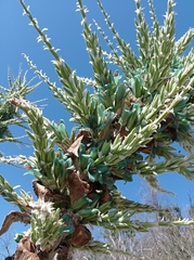 Puya alpestris zoellneri