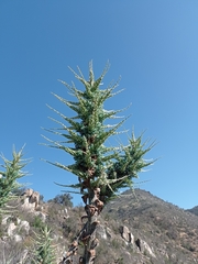 Puya alpestris zoellneri