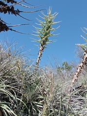 Puya alpestris zoellneri