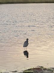 Egretta tricolor image