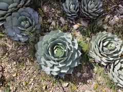 Agave parryi truncata