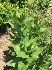 Silphium radula