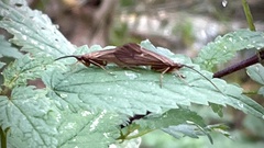 Anabolia