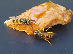 Vespula germanica