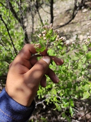 Ageratina calaminthifolia
