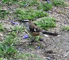 Mimus saturninus modulator