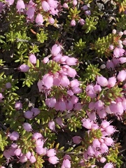 Erica manipuliflora