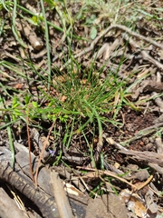 Muhlenbergia emersleyi