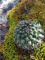 Mammillaria wagneriana