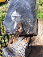 Euclera rubricincta