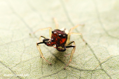 Phintella cholkei