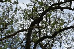 Mimus saturninus modulator