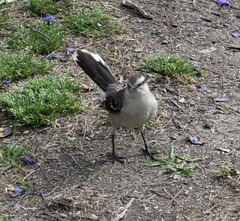 Mimus saturninus modulator