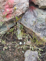 Drymaria leptophylla