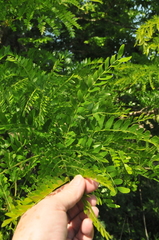 Gleditsia aquatica