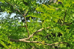 Gleditsia aquatica
