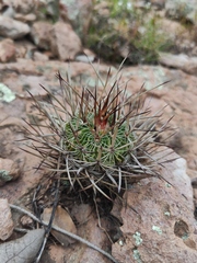 Echinofossulocactus ochoterenaus