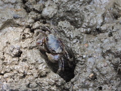 Pseudohelice subquadrata